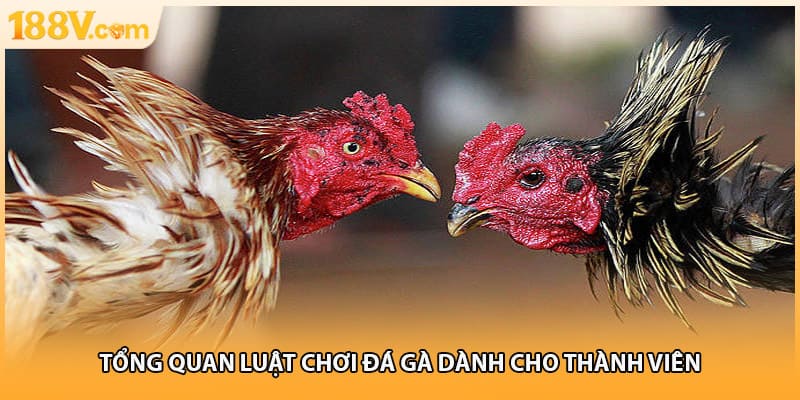 Tổng quan luật chơi đá gà dành cho thành viên